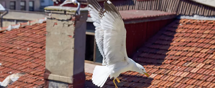 Residential Chimney Animal Removal Solution in Buckhall, VA