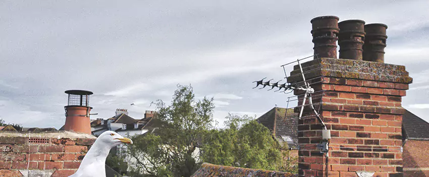 Chimney Cleaning And Restoration in Buckhall, Virginia
